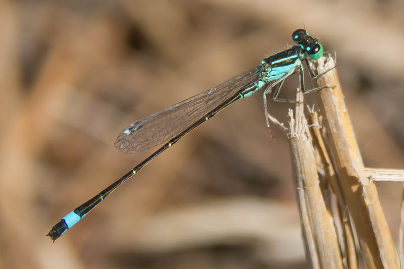 Ischnura graellsii male-3.jpg